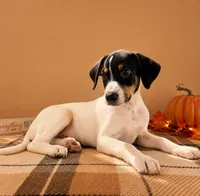 Tod, a male Rat Terrier and Doberman Pinscher for sale in Indianapolis, IN – 1 of 4