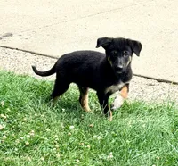 Thor, a male Australian Cattle Dog and German Shepherd Dog for sale in Indianapolis, IN – 2 of 5