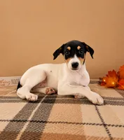 Dixie, a female Rat Terrier and Doberman Pinscher for sale in Indianapolis, IN – 1 of 4