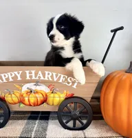 Pumpkin, a female Border Collie for sale in Indianapolis, IN – 2 of 5