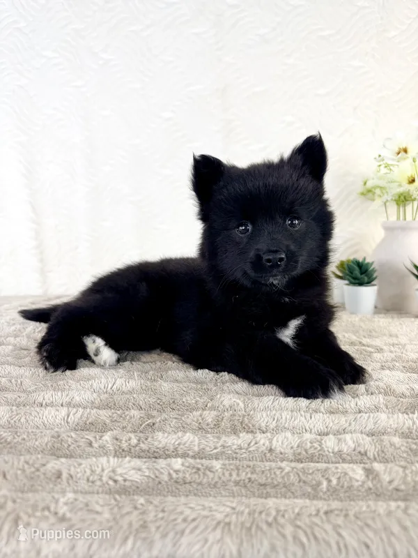 Jewels – Pomsky puppy for sale in Indianapolis, IN