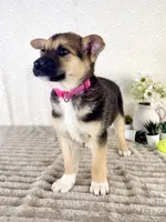Sadie, a female German Shepherd Dog and Miniature Australian Shepherd for sale in Indianapolis, IN – 2 of 5
