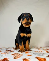 Duchess, a female Rottweiler for sale in Indianapolis, IN – 2 of 5