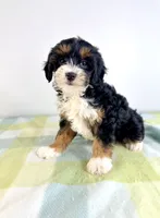 Dolly, a female Miniature Bernedoodle for sale in Indianapolis, IN – 5 of 5