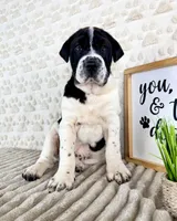 Eeyore, a male Chinese Shar-Pei and Cocker Spaniel for sale in Indianapolis, IN – Photo 5 of 6