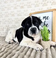 Eeyore, a male Chinese Shar-Pei and Cocker Spaniel for sale in Indianapolis, IN – Photo 3 of 6