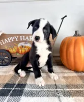 Autumn, a female Border Collie for sale in Indianapolis, IN – 6 of 7