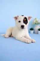 Spot , a male Australian Cattle Dog for sale in Indianapolis, IN – 3 of 5