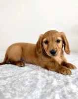 Dax, a male Miniature Dachshund for sale in Indianapolis, IN – 5 of 6