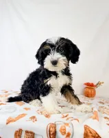 Braxton, a male Miniature Bernedoodle for sale in Indianapolis, IN – 2 of 5