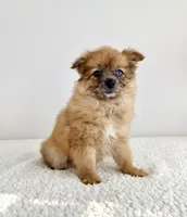 Cocoa, a female Pomeranian for sale in Indianapolis, IN – 4 of 5