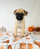 Frank, a male Pug for sale in Indianapolis, IN – 3 of 4