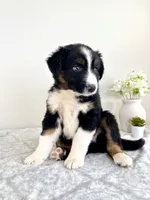 Milo, a male Australian Shepherd for sale in Indianapolis, IN – 4 of 5