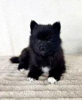 Pepper, a male Pomsky for sale in Indianapolis, IN – 5 of 5