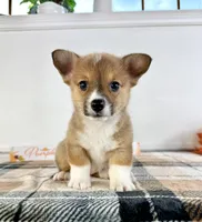 CKC MJ, a female Pembroke Welsh Corgi for sale in Indianapolis, IN – 3 of 5