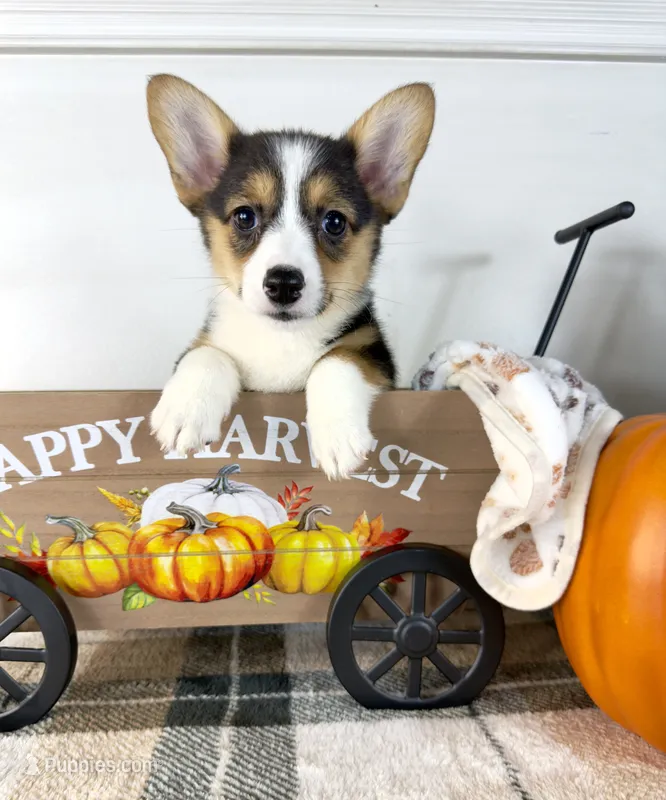 CKC Gwen – Pembroke Welsh Corgi puppy for sale in Indianapolis, IN