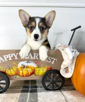 CKC Gwen, a female Pembroke Welsh Corgi for sale in Indianapolis, IN – 1 of 3