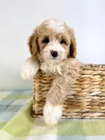 Woody, a male Miniature Bernedoodle for sale in Indianapolis, IN – 4 of 5