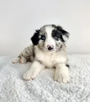 Rocket, a male Aussiedoodle for sale in Indianapolis, IN – 4 of 5
