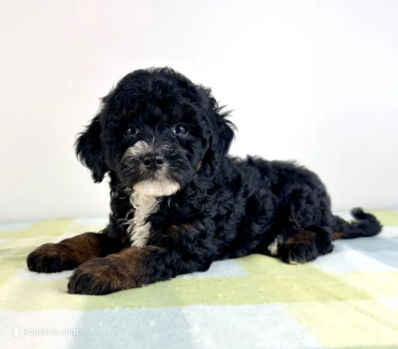 Jessie – Miniature Bernedoodle puppy for sale in Indianapolis, IN