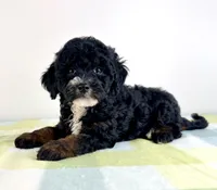 Jessie, a female Miniature Bernedoodle for sale in Indianapolis, IN – 1 of 5