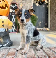Boone, a male Australian Cattle Dog for sale in Indianapolis, IN – 2 of 5