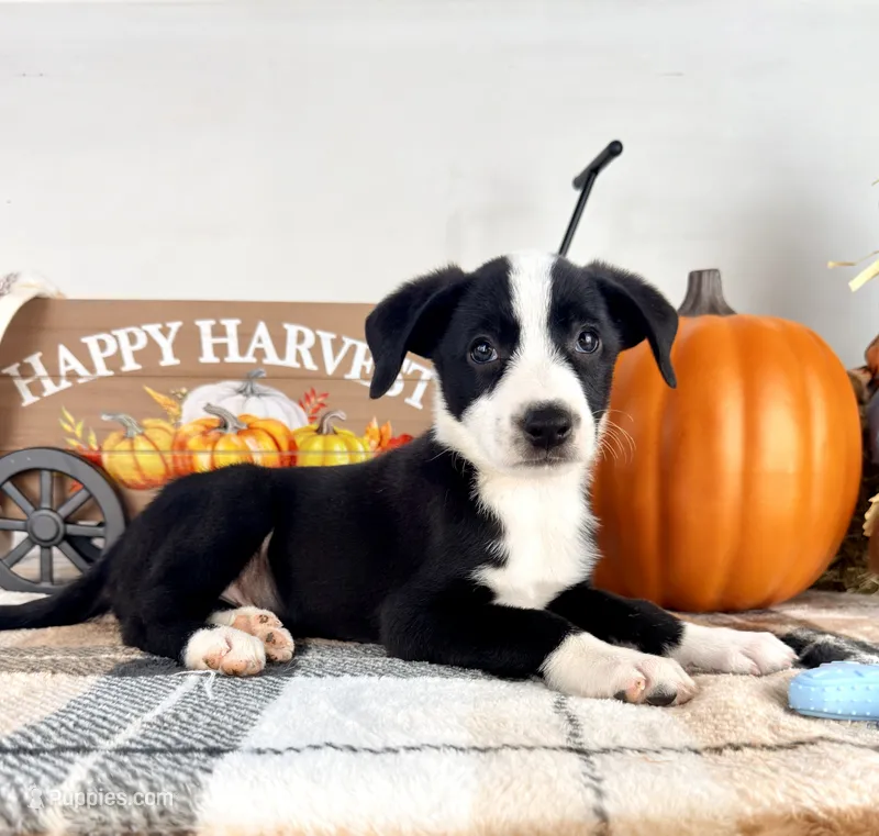 Oakley – Border Collie puppy for sale in Indianapolis, IN