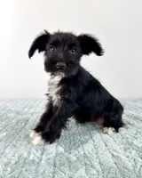 AKC Sophie, a female Miniature Schnauzer for sale in Indianapolis, IN – 5 of 5