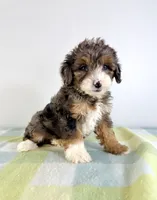 Rex, a male Miniature Bernedoodle for sale in Indianapolis, IN – 4 of 5