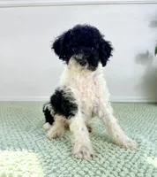 Wednesday, a female Miniature Bernedoodle for sale in Indianapolis, IN – 5 of 5