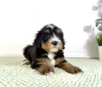Chucky, a male Miniature Bernedoodle for sale in Indianapolis, IN – 2 of 5