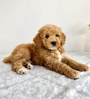 Gunther, a male Miniature Goldendoodle for sale in Indianapolis, IN – 2 of 6