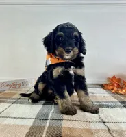 Sirius, a male Miniature Bernedoodle for sale in Indianapolis, IN – 5 of 5