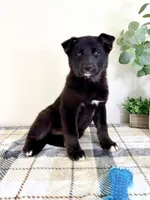 Braxton, a male German Shepherd Dog and Siberian Husky for sale in Indianapolis, IN – Photo 5 of 5