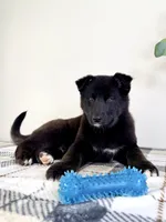 Braxton, a male German Shepherd Dog and Siberian Husky for sale in Indianapolis, IN – Photo 2 of 5