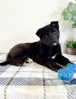 Braxton, a male German Shepherd Dog and Siberian Husky for sale in Indianapolis, IN – Photo 1 of 5