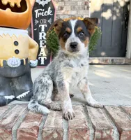 Waylon, a male Australian Cattle Dog for sale in Indianapolis, IN – 4 of 5