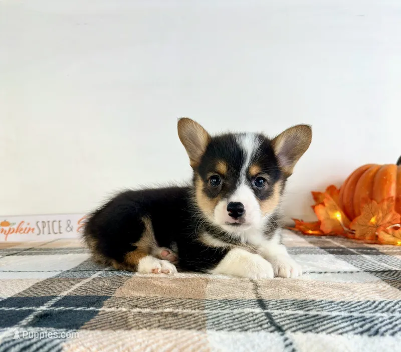 CKC Miles – Pembroke Welsh Corgi puppy for sale in Indianapolis, IN