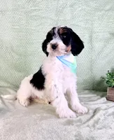 Charlie, a male Miniature Bernedoodle for sale in Indianapolis, IN – Photo 3 of 5