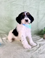 Charlie, a male Miniature Bernedoodle for sale in Indianapolis, IN – Photo 5 of 5