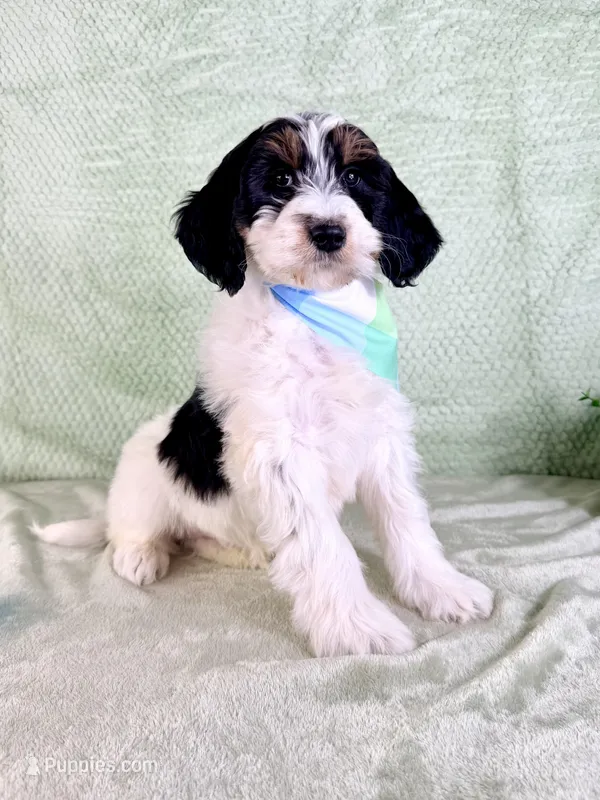 Charlie, a male Miniature Bernedoodle for sale in Indianapolis, IN – Photo 1 of 5