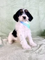 Charlie, a male Miniature Bernedoodle for sale in Indianapolis, IN – Photo 1 of 5