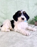 Charlie, a male Miniature Bernedoodle for sale in Indianapolis, IN – Photo 2 of 5