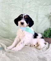 Charlie, a male Miniature Bernedoodle for sale in Indianapolis, IN – Photo 4 of 5