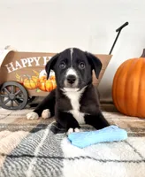 Harvest, a male Border Collie for sale in Indianapolis, IN – 3 of 5