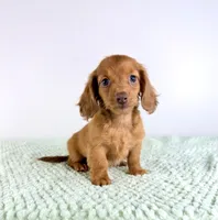 AKC Lillie, a female Miniature Dachshund for sale in Indianapolis, IN – 5 of 5