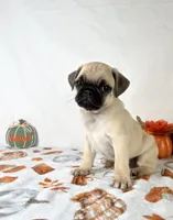 Princeton, a male Pug for sale in Indianapolis, IN – 4 of 5