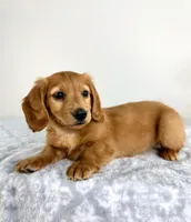 Dax, a male Miniature Dachshund for sale in Indianapolis, IN – 1 of 6