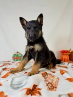 Bear, a male German Shepherd Dog for sale in Indianapolis, IN – 3 of 5