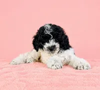 Cookie, a female Cavapoo for sale in Indianapolis, IN – 3 of 4
